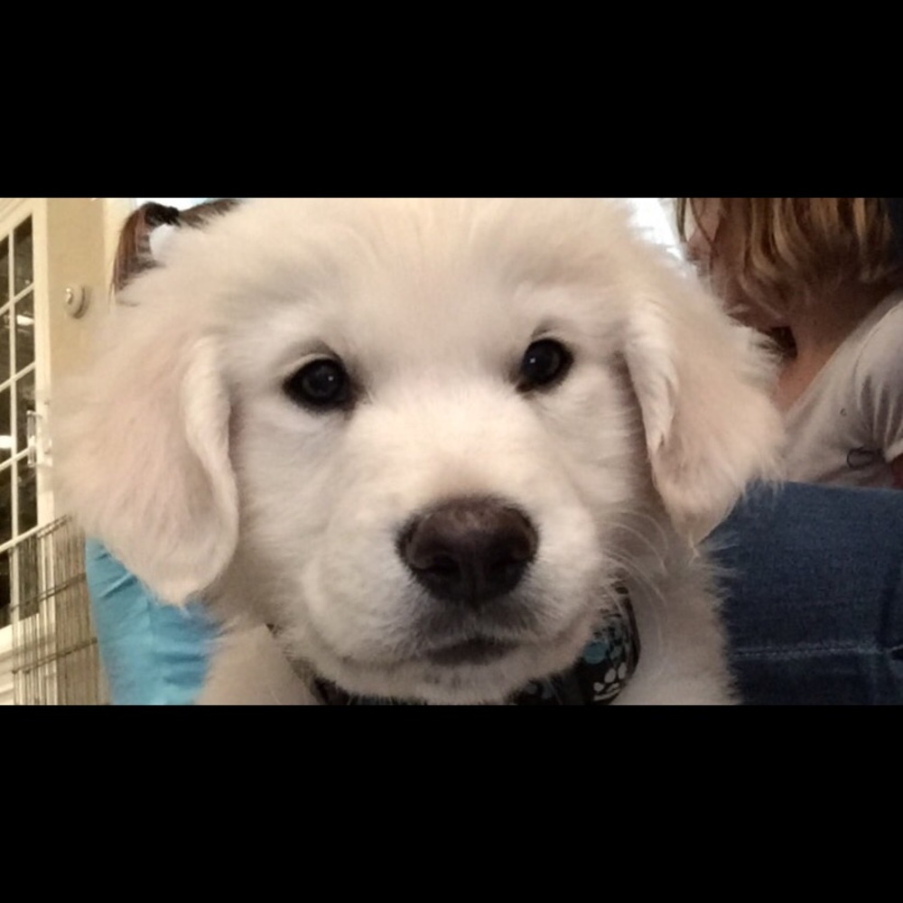 Meet your Posher, Molly